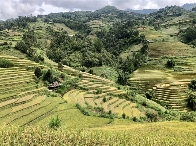Mù Cang Chải terraced rice fields receive 'Special National Heritage' title