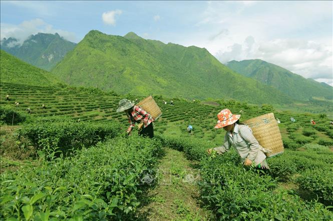 Comprehensive, quick, and sustainable development of ethnic minority areas