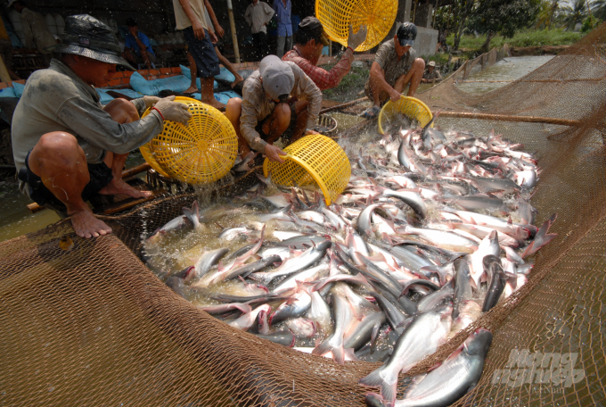 Raw pangasius prices increase slightly in the Mekong Delta