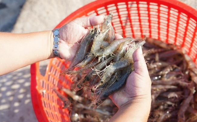 Shrimp exports to the USA exceed USD 1 billion for the first time