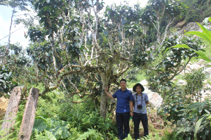 The centuries-old tea forest