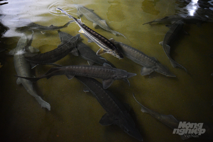 The ‘master of sturgeon’ on Hoang Lien Son