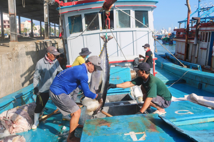 Tuna prices are at a record high of VND 149,000