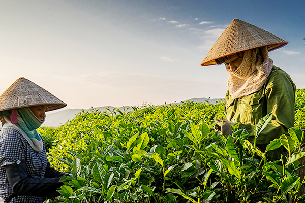Vietnam’s tea accounts for over 50% of Taiwan’s tea import volume