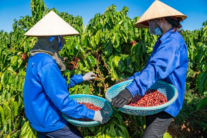 VnSAT contributes to Vietnam's coffee industry's transformation ...