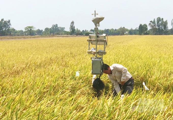 VnSAT project creates a sustainable rice-growing linkage