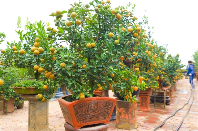 Tứ Liên kumquat trees popular ahead of Tết