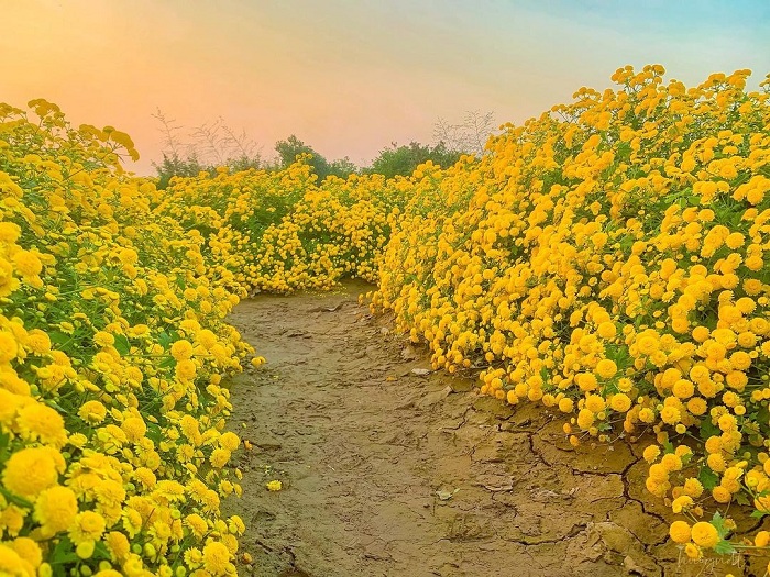 Turn into ‘muse, muse’ in chrysanthemum gardens in Vietnam