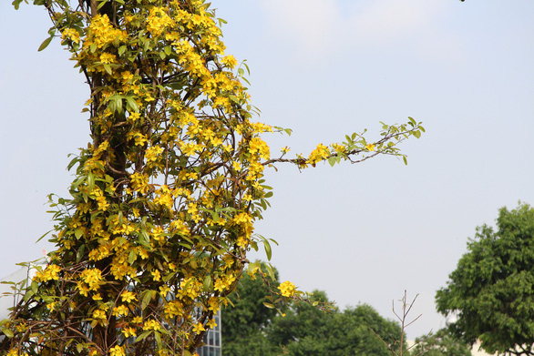 Vietnam map-shaped yellow apricot tree surprises viewers in Mekong Delta