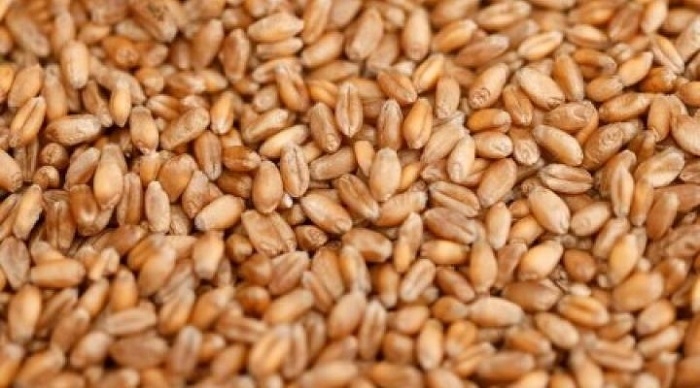 Taliban increase payment in wheat as economic crisis deepens
