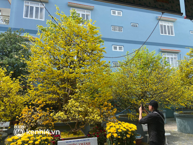 200 years old apricot flowers dyed a corner of the Western sky yellow, guests flocked to “check-in” during Tet,