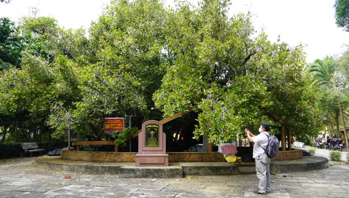 300 years old Bach Mai tree in the Western