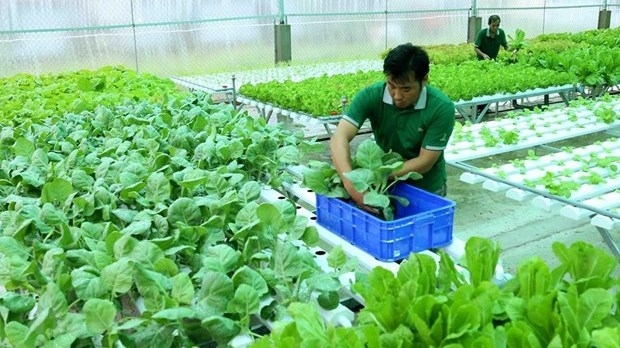 Strategy Issued To Boost Sustainable Agricultural Development » Vietnam 