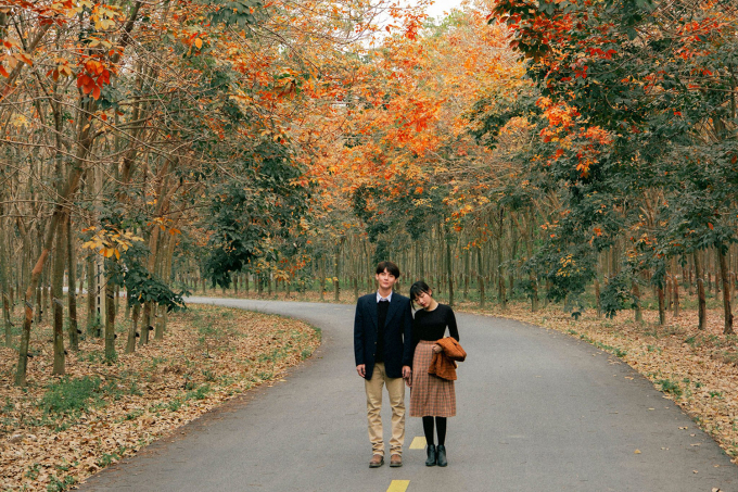 Dau Tieng rubber forest in the changing season of leaves