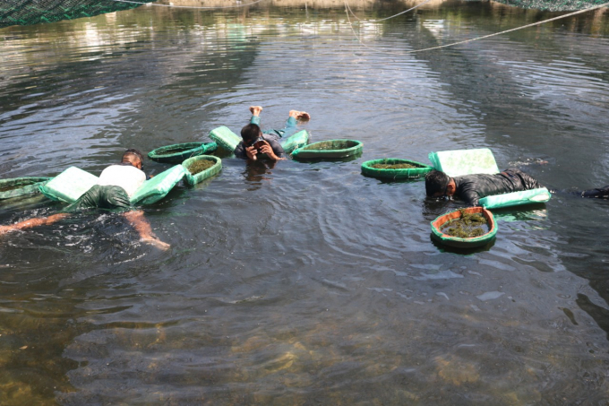 Building a sustainable chain for Vietnamese seaweed