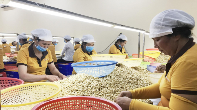 Cashew industry enters the new year while full of worries
