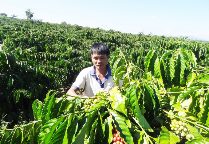 Coffee exports in 2022 will grow due to the price rise