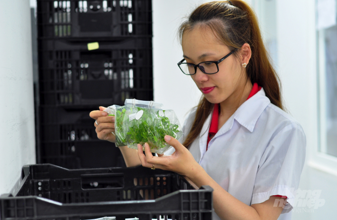Lam Dong still have difficulties when applying in vitro plant tissue culture