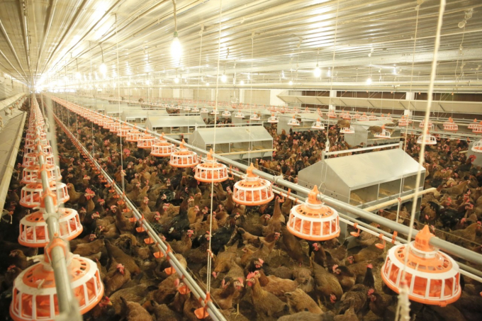 Poultry industry on road to recovery, breeding chicken market warm again