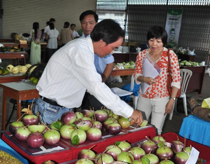 Purple star apple accelerates to penetrate into the US market