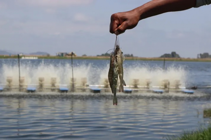 Shrimp and salmon industry will turn on a new leaf in 2022