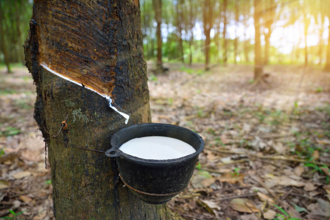 Ten world's largest rubber importers boost purchases of Vietnamese rubber