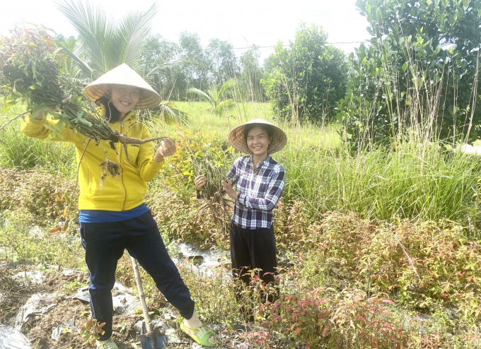 Two ‘ginseng women’ of alum land from the Southwest