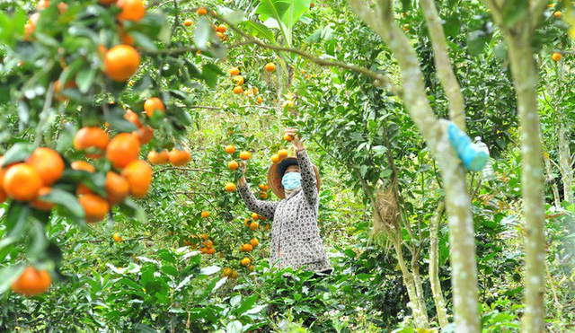 The capital of ripe tangerines on the rocky mountains of Lam Dong
