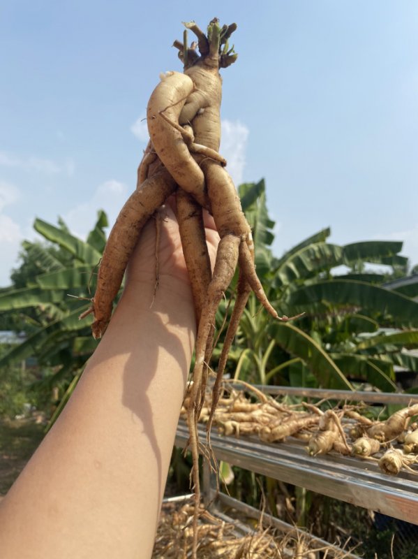 Two ‘ginseng women’ of alum land from the Southwest » Vietnam News