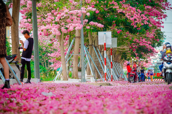 Charming the road of pink flowers in Soc Trang