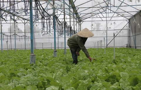 Dong Nai sees organic agriculture as ‘inevitable trend’