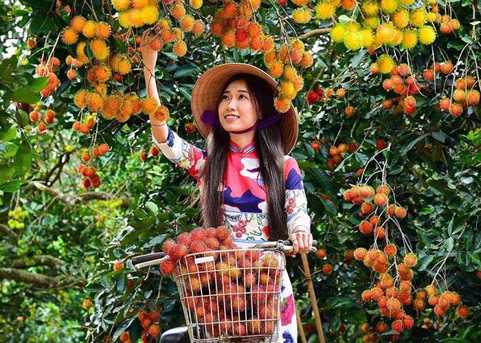 Experience going to Ut Phuong fruit garden to have fun, live virtual and eat fruit freely in Tay Ninh