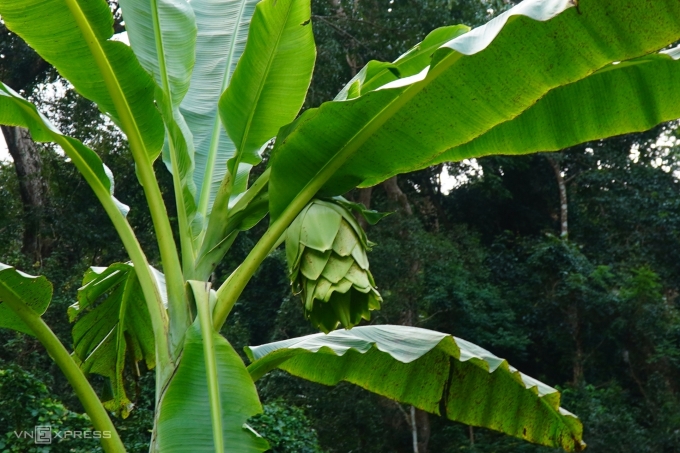 Lonely banana species in Ninh Thuan forest