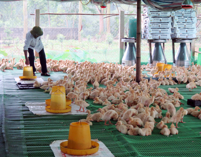 Biosecurity in livestock production increases survival rate to 95%
