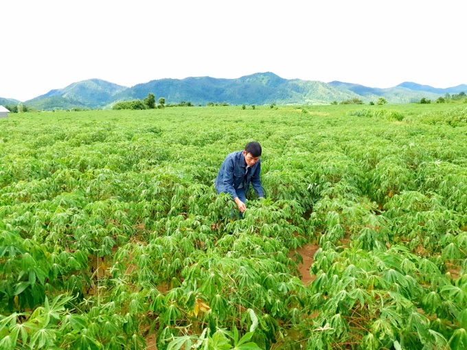 Disease-resistant and disease-free cassava types to be urgently planted