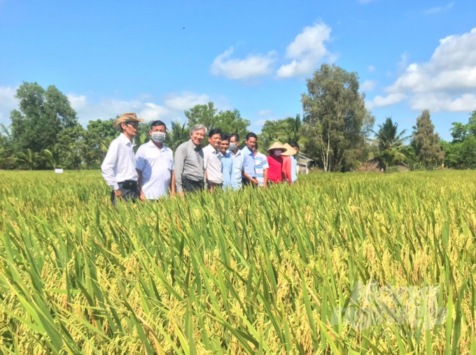 Dreamlike profit from smart rice production » Vietnam News Latest