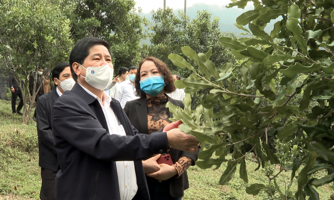 Efficient agroforestry models for Northwest provinces