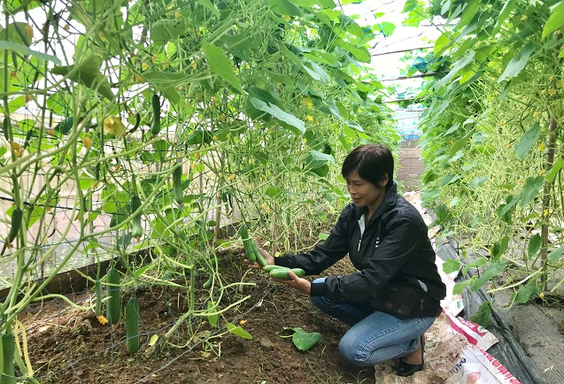 Killing two birds with one stone thanks to organic vegetable towers