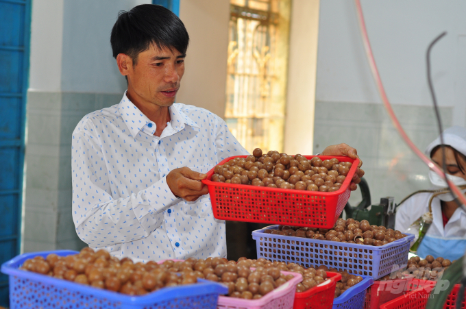 Promoting macadamia as a multibillion-dollar export nut