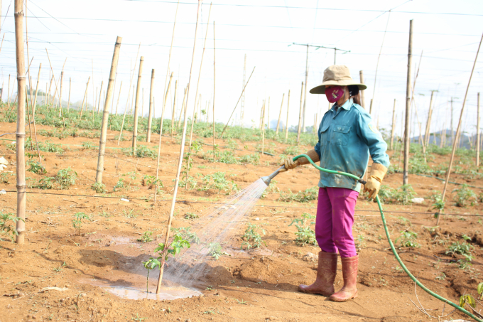 Son La fruit trees - ‘The production link is a mess’