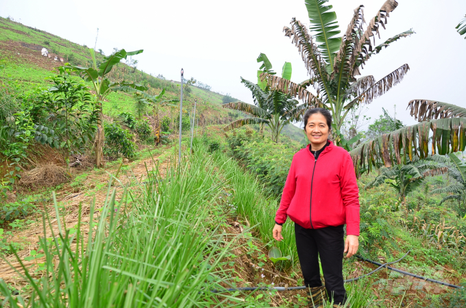 Talking to the forest garden owner who chooses not to kill insects as a principle