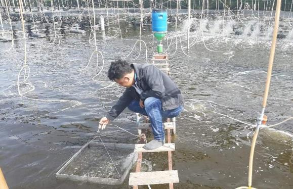 Three-stage closed-loop shrimp farming reduces risks