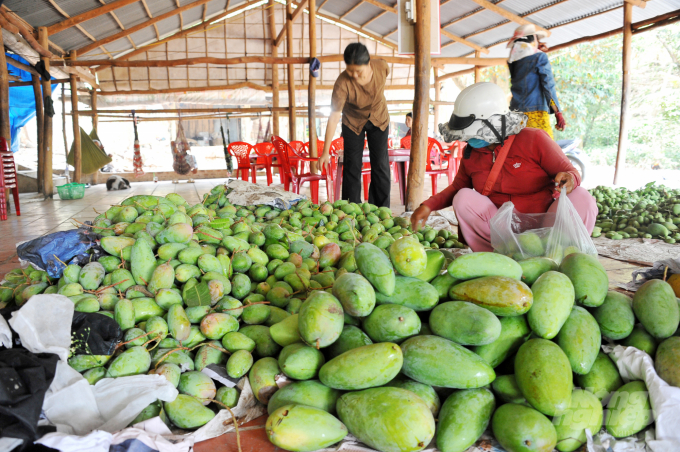 Time for the prices of Taiwanese and Takeo mangoes to drop again