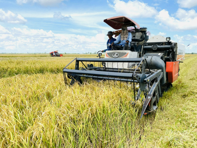 Winter-spring rice in Mekong Delta brings in ‘shrinking’ profits!