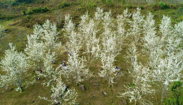 Pear blossom attracts tourists in Na Hang