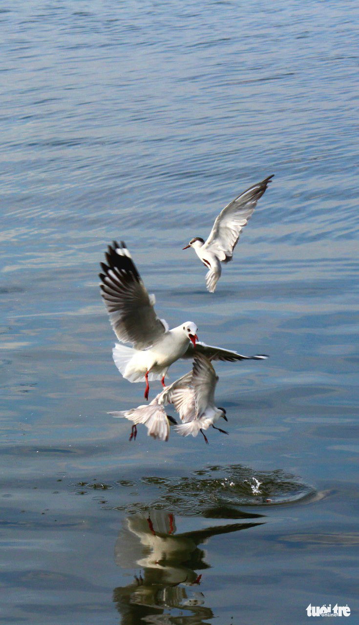 Photos: Seagull hunting season in Vietnam’s Mekong Delta » Vietnam News ...