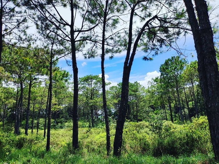‘Standing for 5 seconds’ in front of a green, peaceful Phuong Boi pine hill