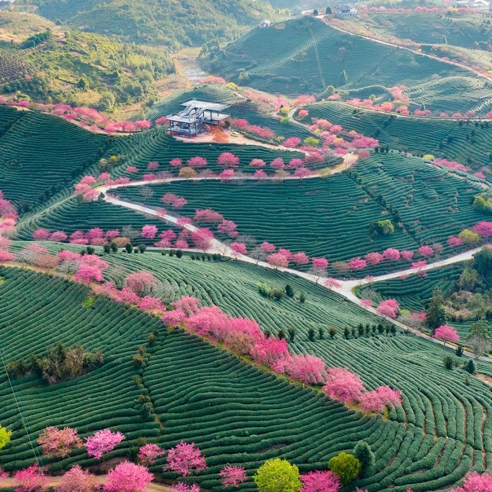 The seasons of pink flowers in Vietnam are so beautiful that they melt the hearts of travelers