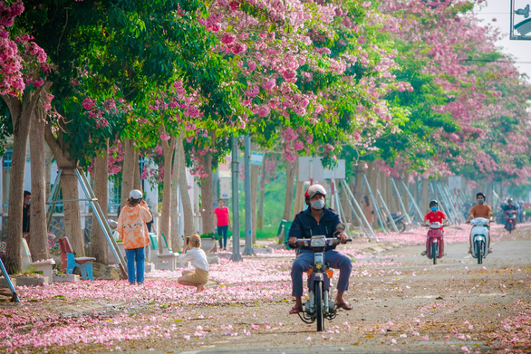 These pink trumpet flowers give a Mekong Delta road an annual makeover