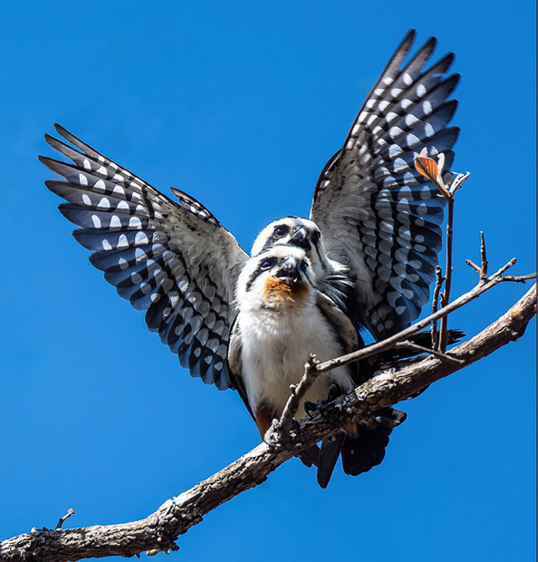 Winners announced in Ho Chi Minh City spring photo competition